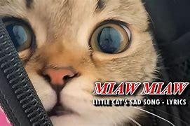 Lagu Miaw Miaw Kucing